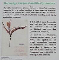 Des noms de botanistes pour des plantes (1).jpg